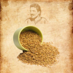 Whole fenugreek seeds